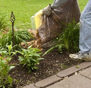 A Picture of a Man Spreading Mulch in a Flower Bed.