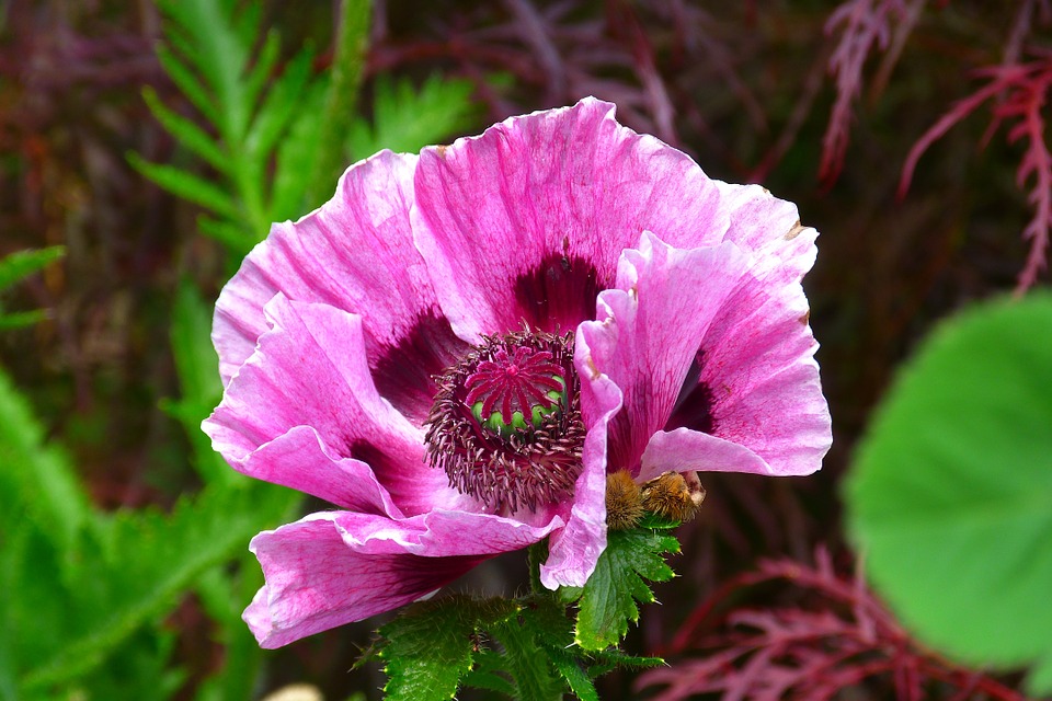 A Picture of a Poppy Flower.